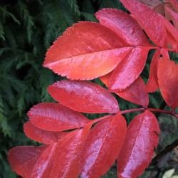 Sorbus titan