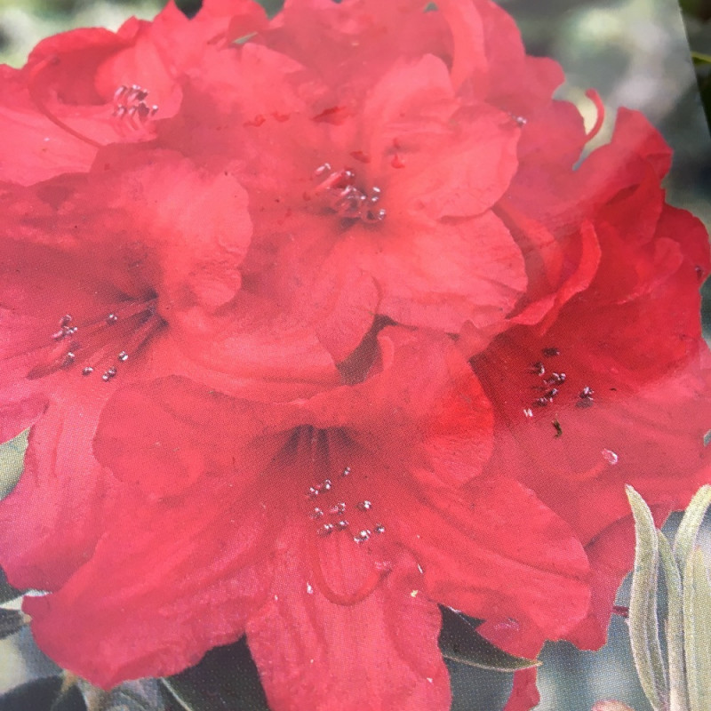 Rhododendron EasyDENDRON® Vulcan