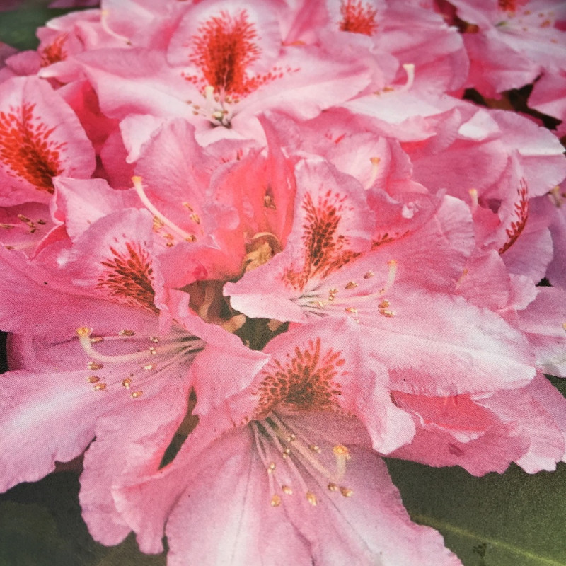 Rhododendron EasyDENDRON® Furnival's daughter Rhododendron EasyDENDRON® Furnival's daughter
