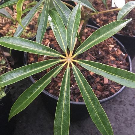 Schefflera taiwaniana Yuan Shan