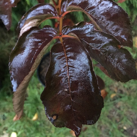 Sorbus wilsoniana