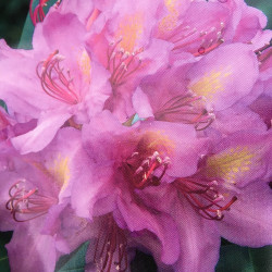 Rhododendron EasyDENDRON® pink purple dream