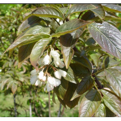 Staphylea colchica black beauty