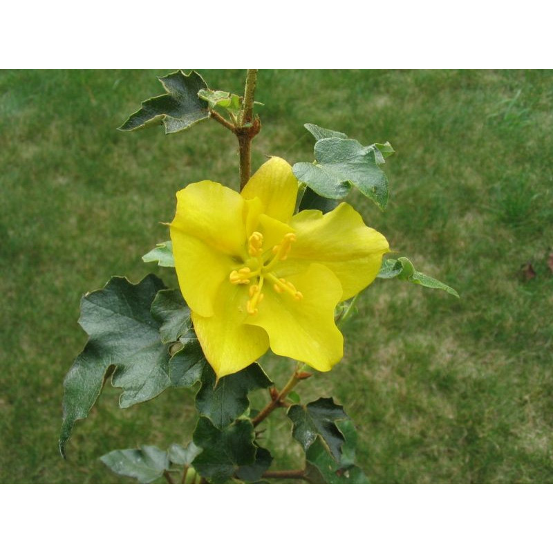 Fremontodendron californicum 