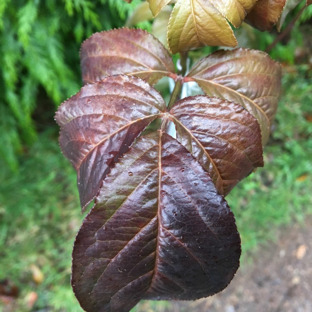 Staphylea colchica black beauty