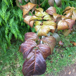 Staphylea colchica black beauty