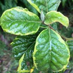 Halesia monticola variegata