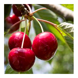 Prunus avium cherry baby®