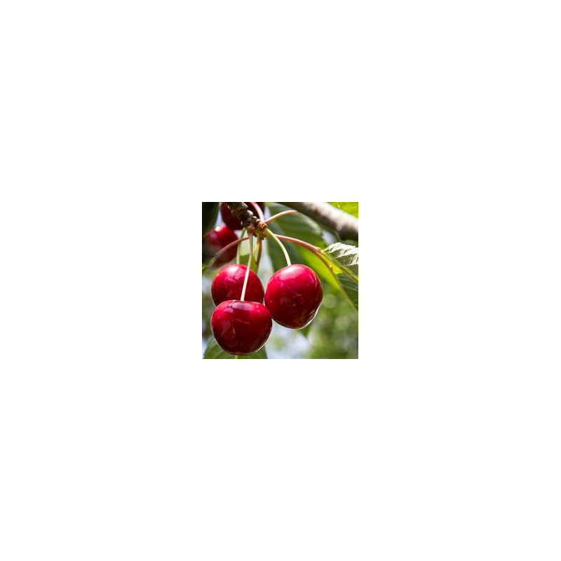Prunus avium cherry baby®