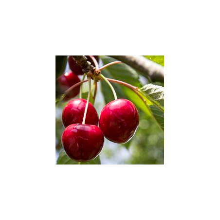 Prunus avium cherry baby®