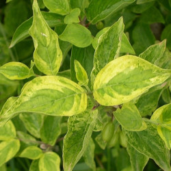 Cornus mas aurea elegantissima