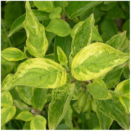 Cornus mas aurea elegantissima