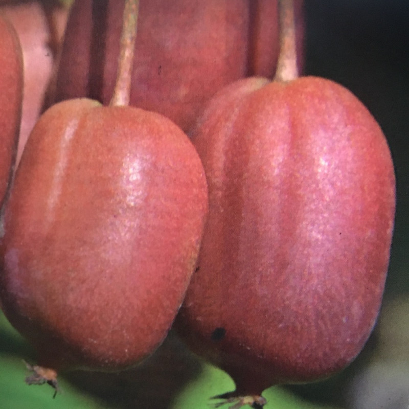 Actinidia arguta scarlet September