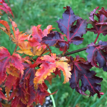 Acer palmatum shishigashira