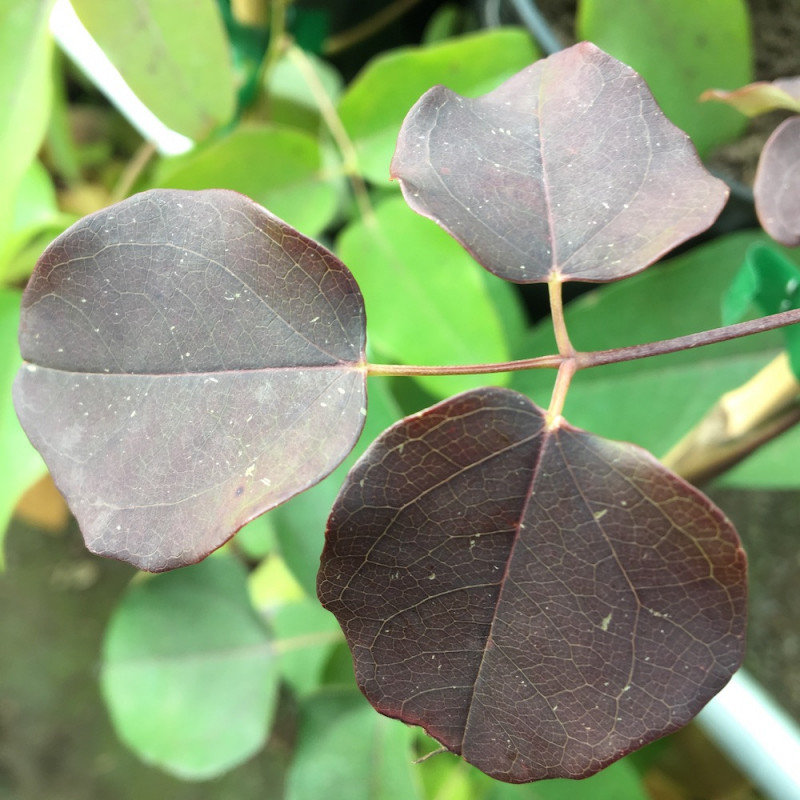 Akebia trifoliata big fruit