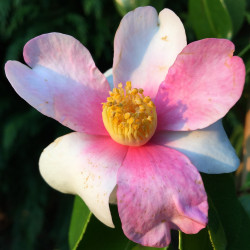 Camellia sasanqua yume