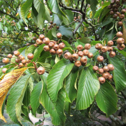 Sorbus caloneura