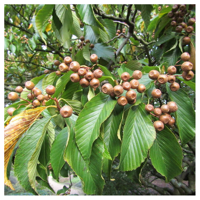 Sorbus caloneura