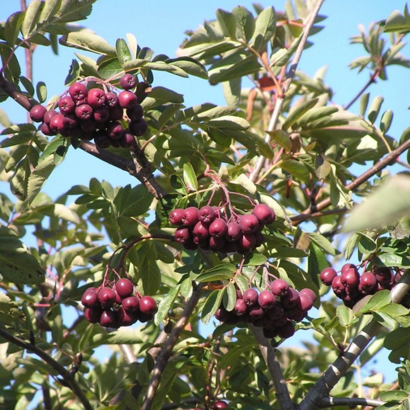 Sorbus granatnaja