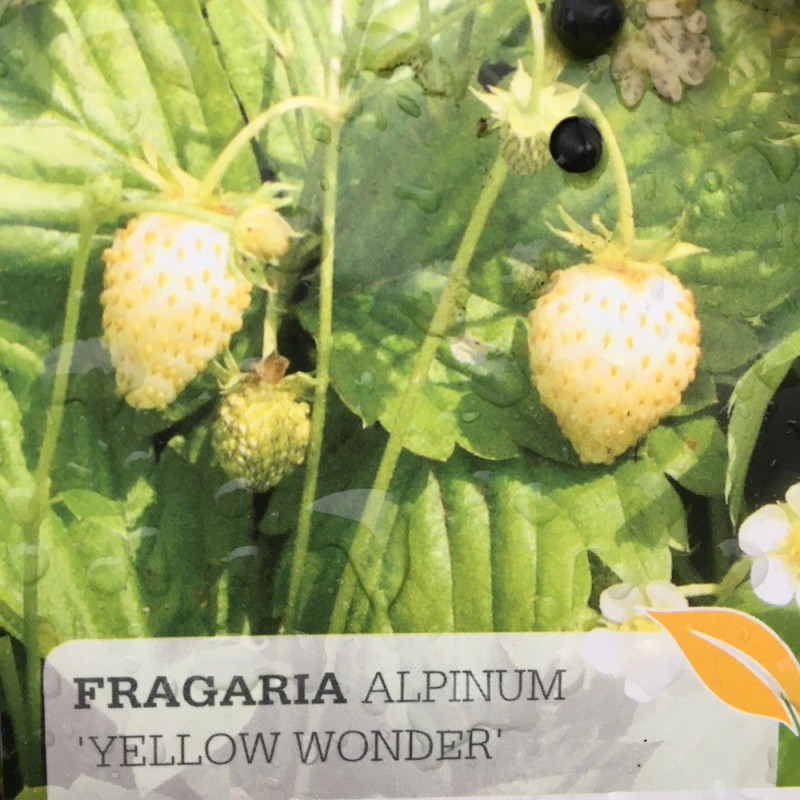 Fragaria alpine Vesca - Petite Pâtissière - Les Jardins Gourmands Inc.