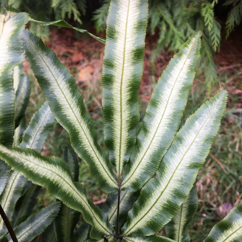 Pteris cretica albolineata