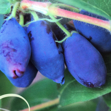 Lonicera kamtschatica indigo yum