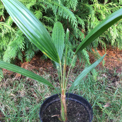 Trachycarpus fortunei x nanus