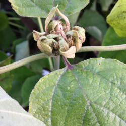 Clerodendrum chinense