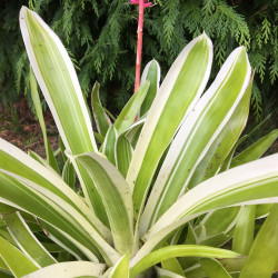 Aechmea gamosepala variegata