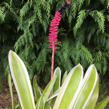 Aechmea gamosepala variegata