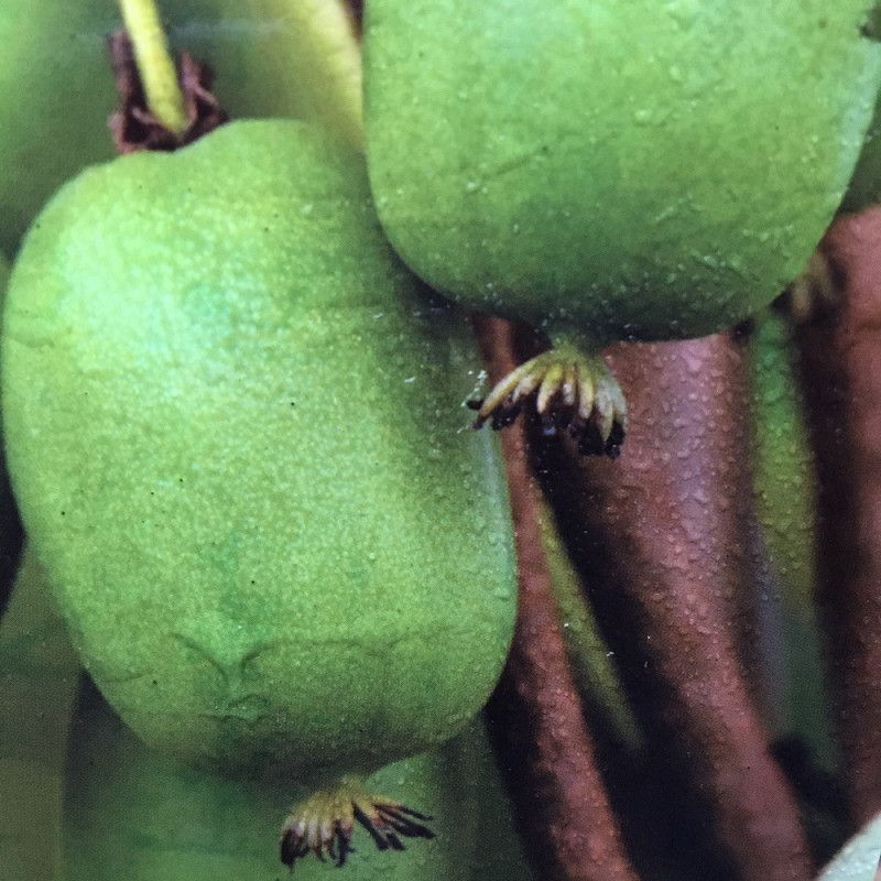 Actinidia arguta vitikiwi®