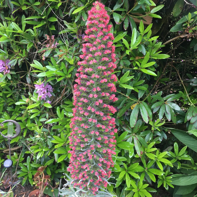 Echium wildpretii