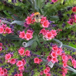 Echium wildpretii