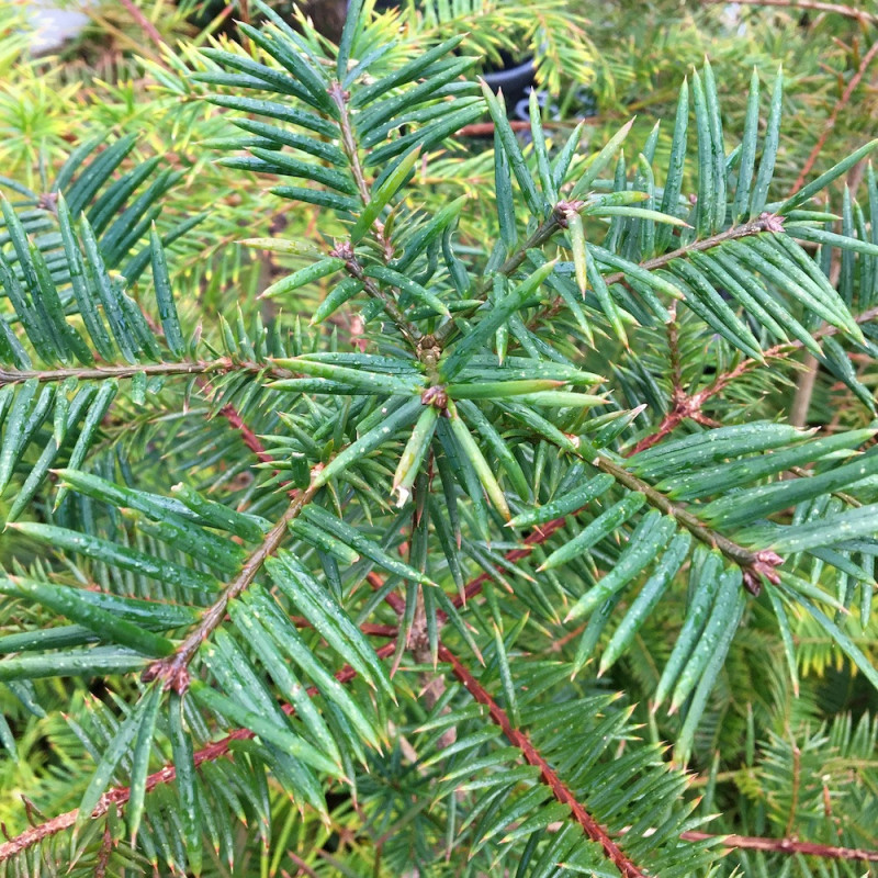 Torreya taxifolia