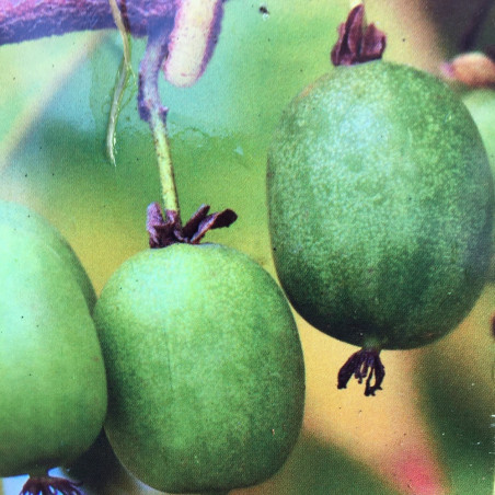 Actinidia arguta kokuwa