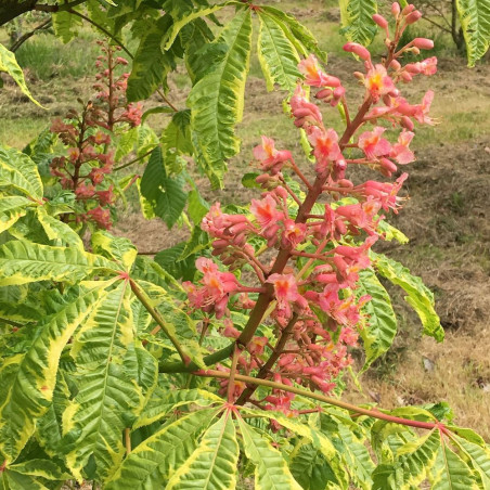 Aesculus x carnea aureomarginata