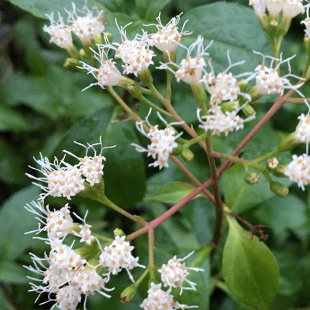 Ageratina ligustra