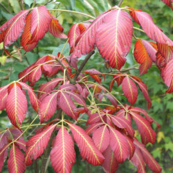 Aesculus chocolate autumn