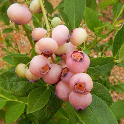 Vaccinium pink popcorn®