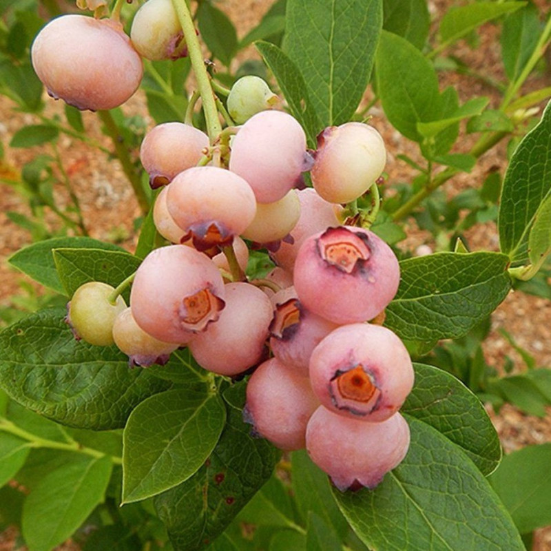 Vaccinium pink popcorn®