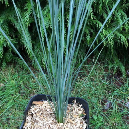 Xanthorrhoea australis