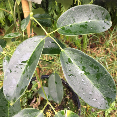 Holboellia coriacea