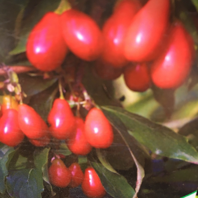 Cornus mas Schönnbrunner-gourmet Dirndl