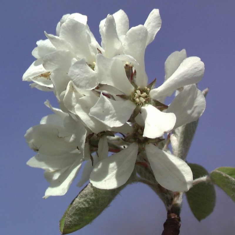 Amelanchier ovalis Edelweiss