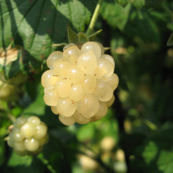 Rubus polar berry