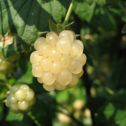 Rubus idaeus Glen Coe