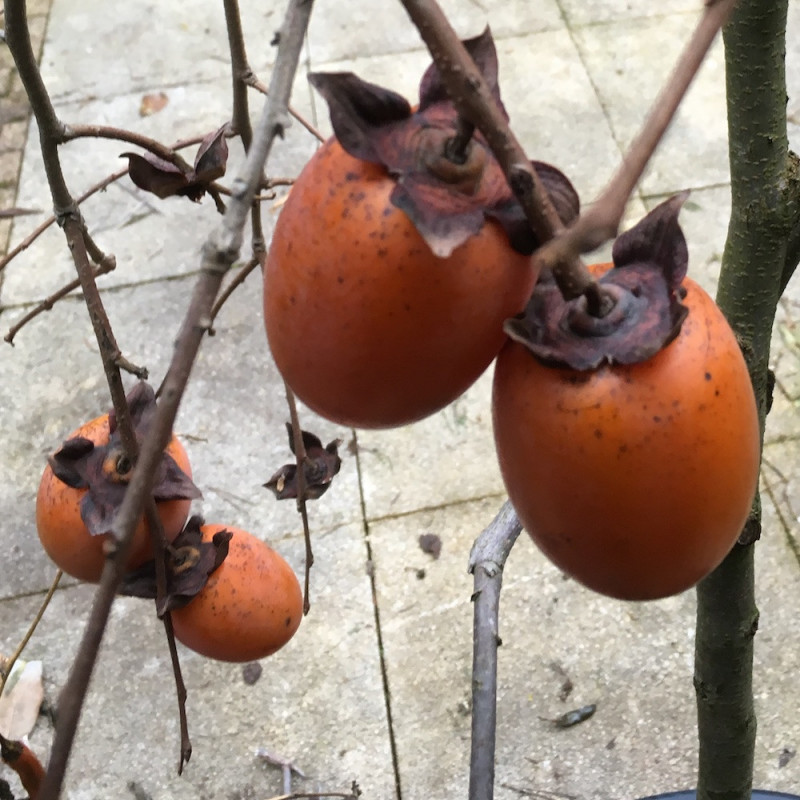 Diospyros kaki pendula