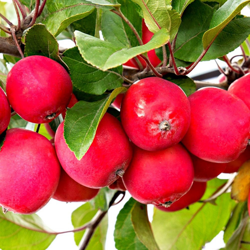 Malus appletini