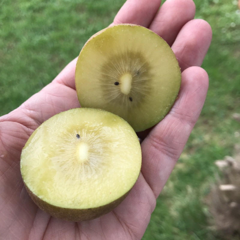 Actinidia golden kiwi