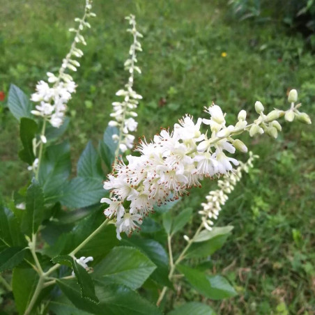 Clethra alnifolia vanilla spice